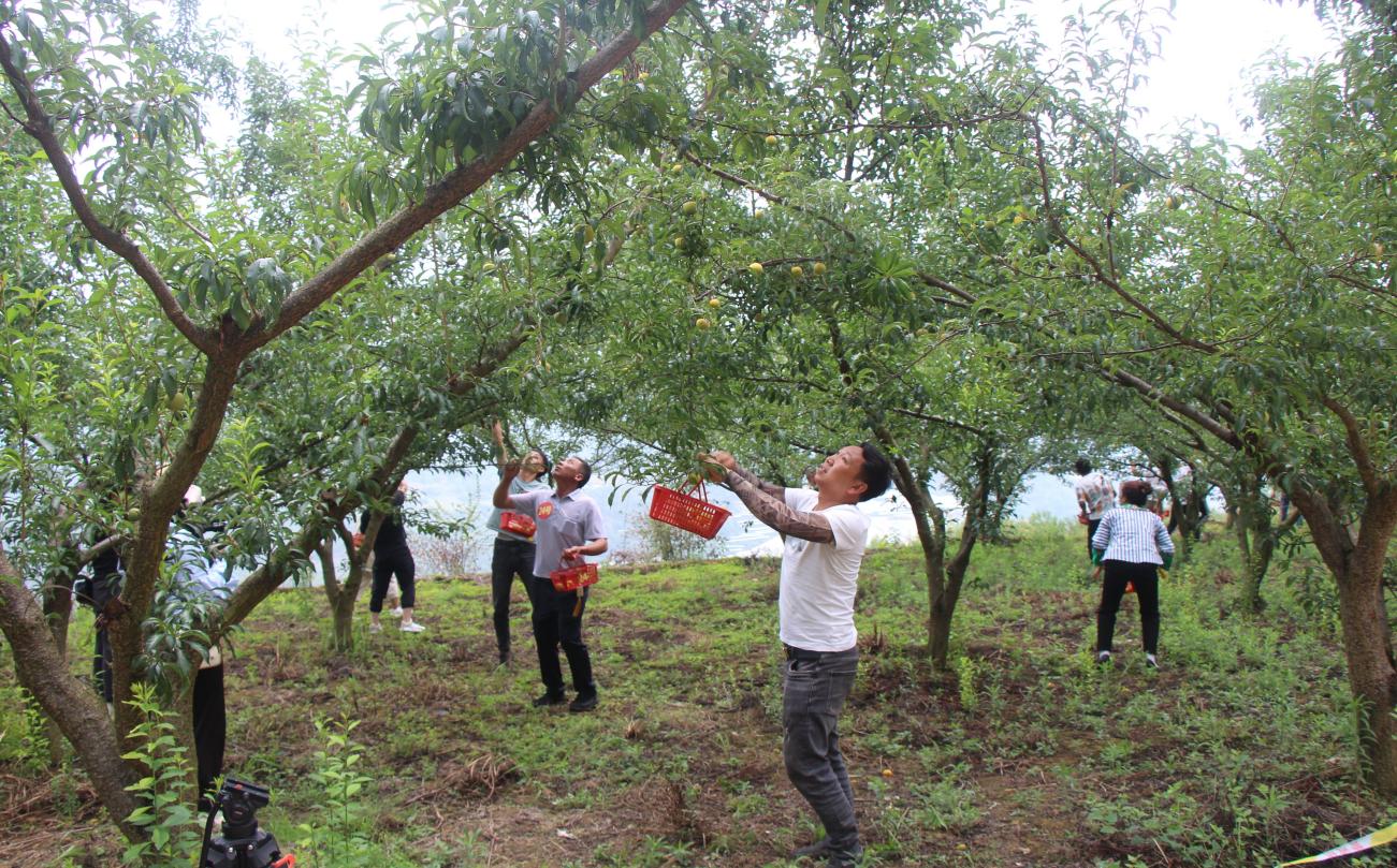 安龙县龙山镇第二届蜂糖李采摘节举行