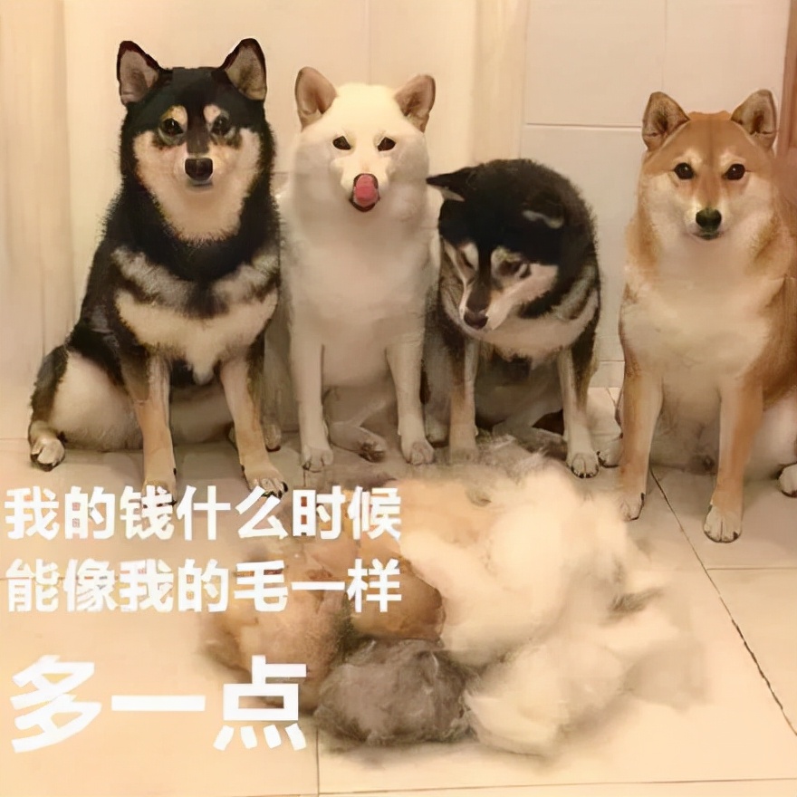 养狗人的快乐,那就是从来不缺表情包!