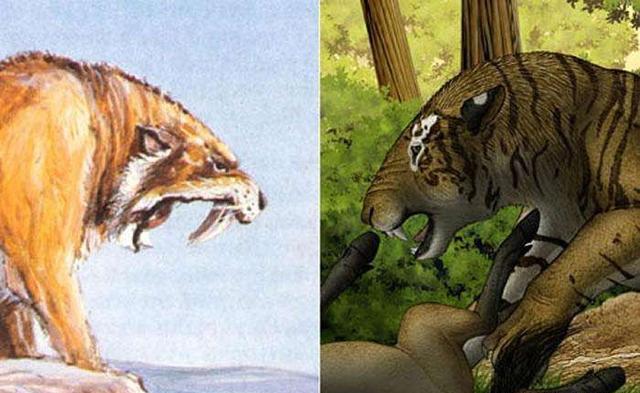巨猿能打过剑齿虎吗?为什么?