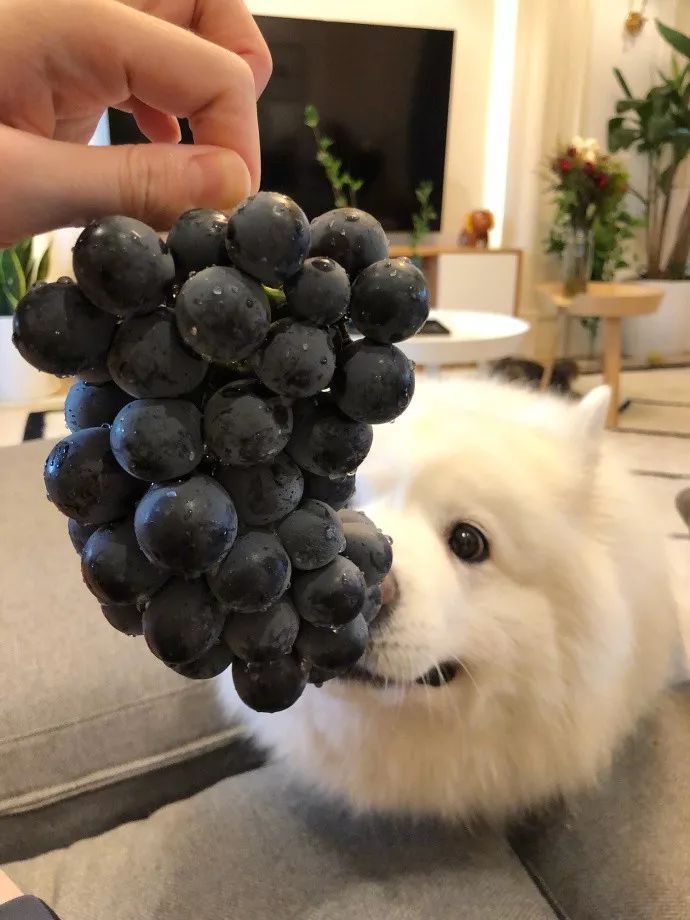 这6种狗狗致命食物,千万别乱吃!