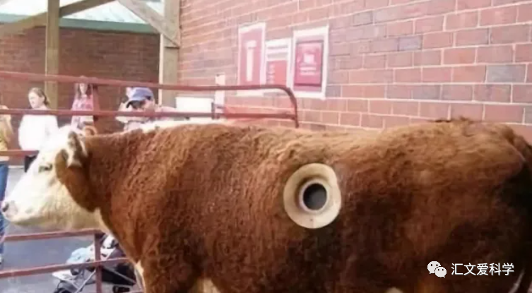 高速公路上意外出现一头身体着火的牛,被火焰包裹也不挣扎