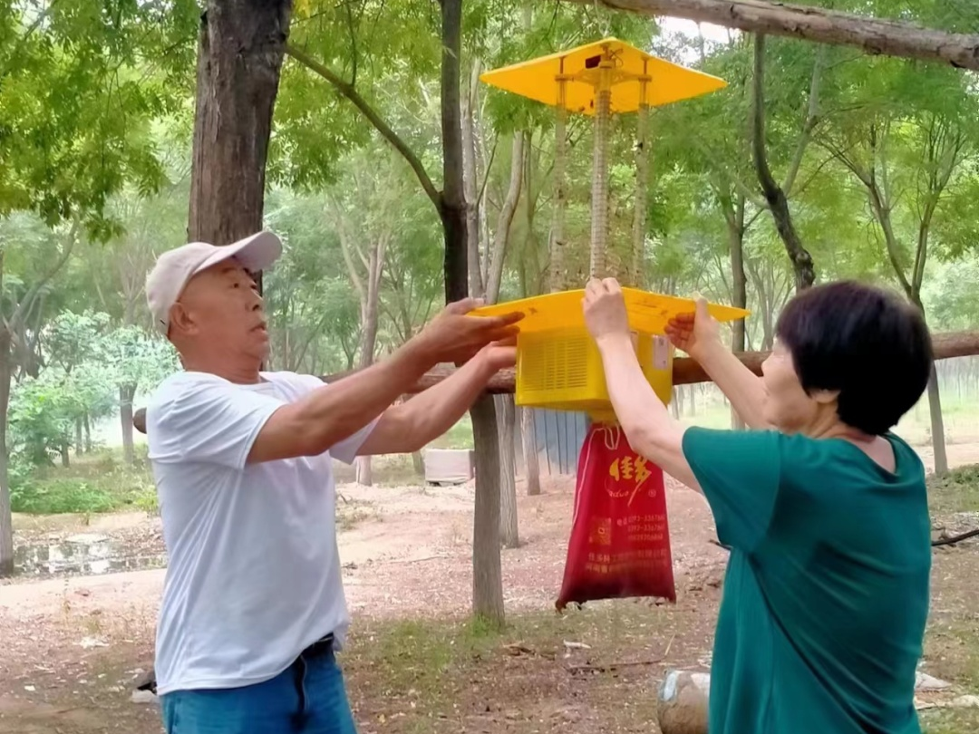 大兴区安定镇全面做好美国白蛾防控工作