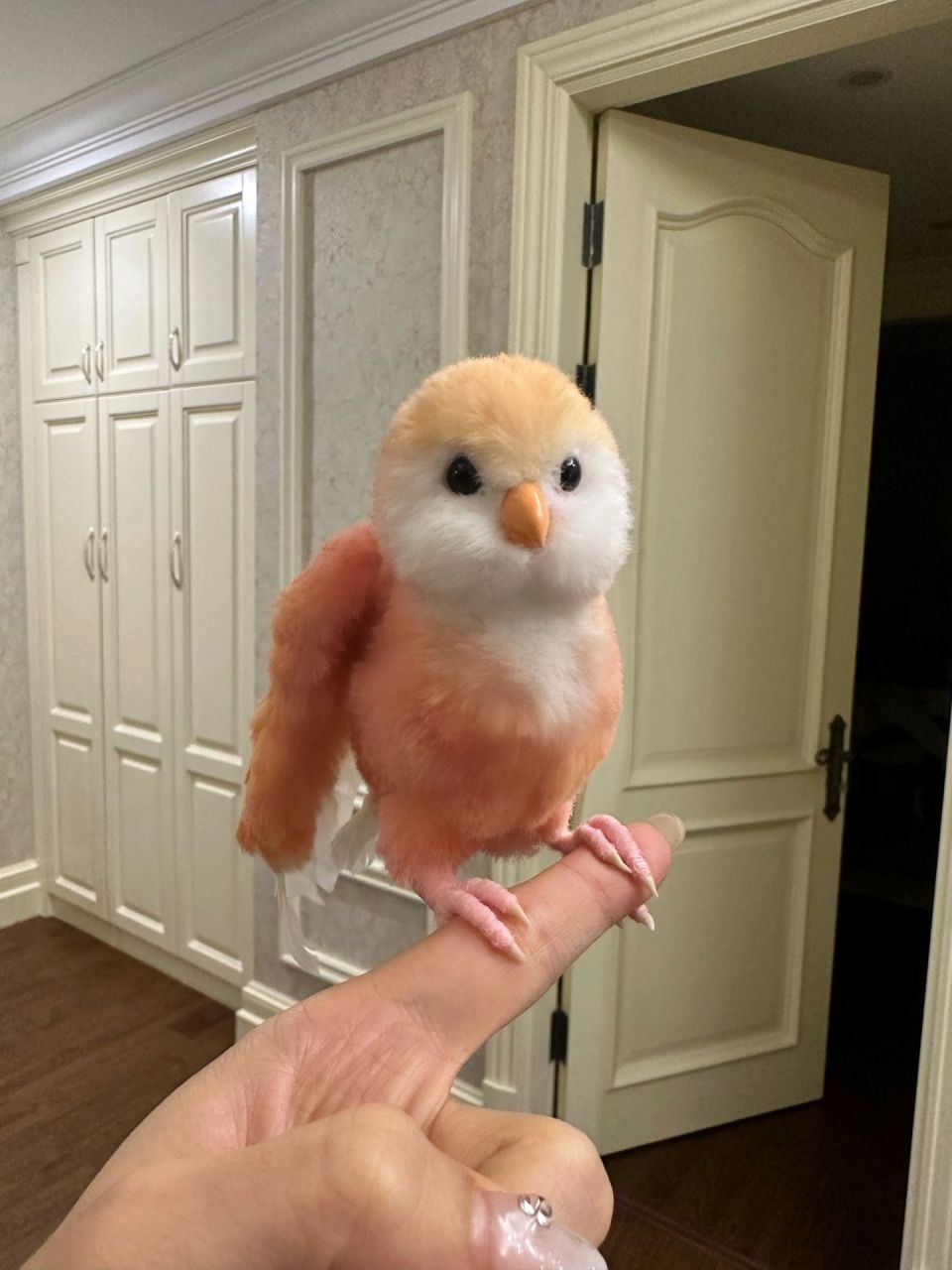 水蜜桃鹦鹉  终于拥有一只鹦鹉啦,好漂亮好喜欢