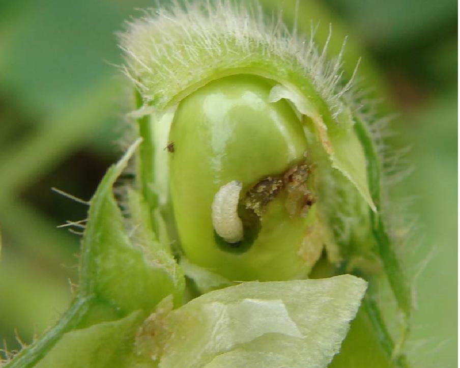 胖东来荔枝打开全是虫子 果虫到底是什么?吃了会中毒吗?