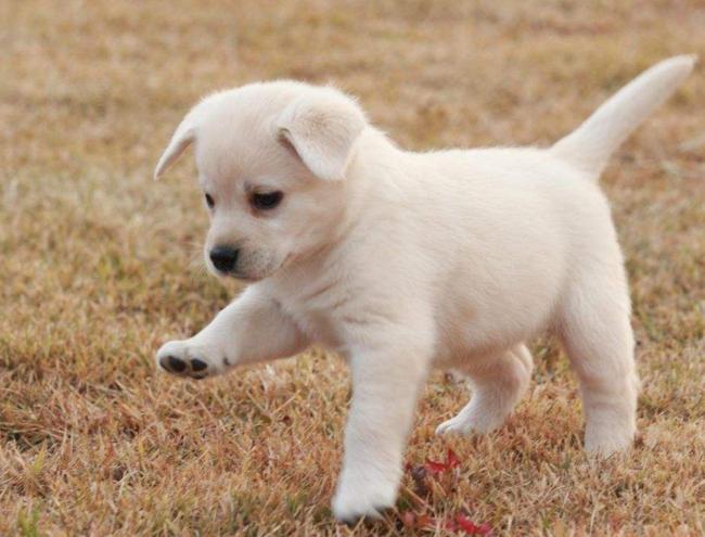 狗狗吃了蟑螂药会死吗?狗狗吃了蟑螂药如何处理