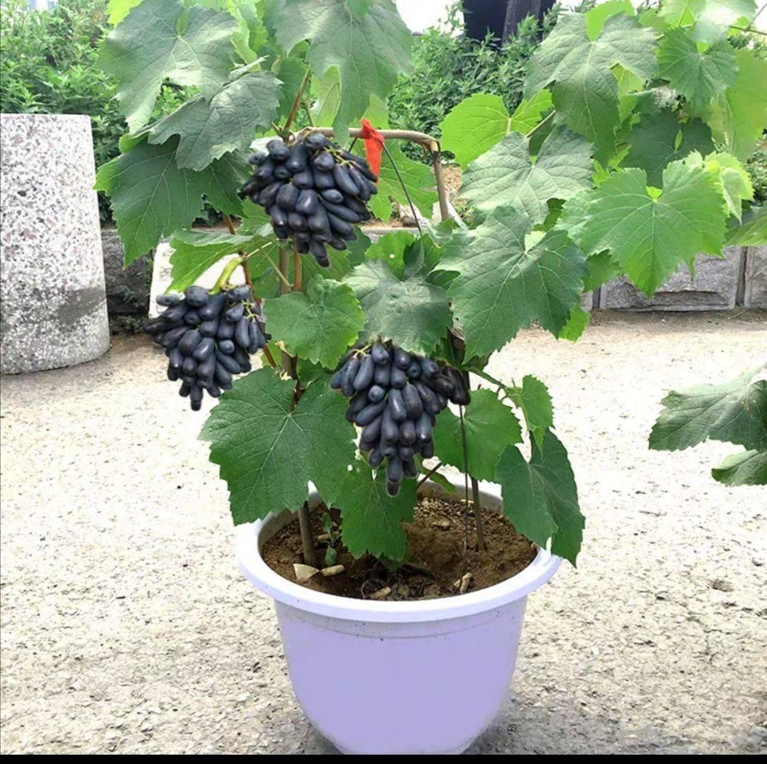 选择蓝宝石葡萄吧,产量还高