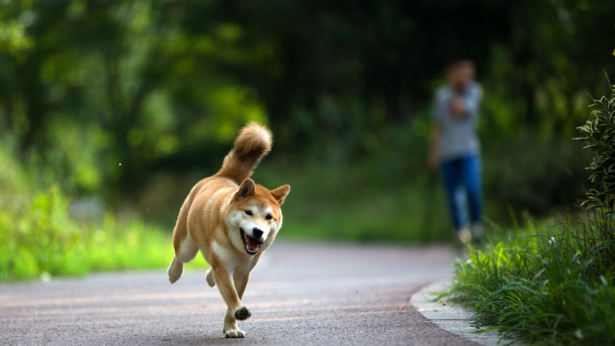 柴犬散步赖着不走,难道是还没玩够?原因不止这个