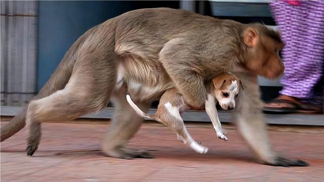 食人猴 犯法图片