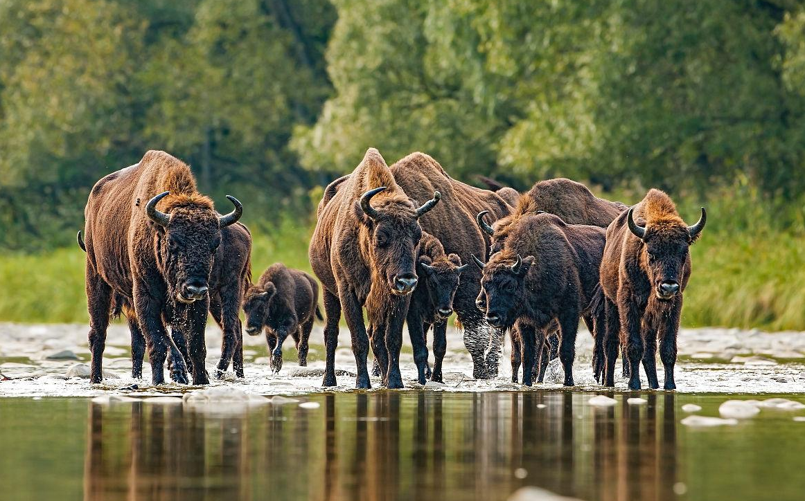 西沙东岛野牛来历不明,专家从牛粪中找到答案,牛和岛都是我国的