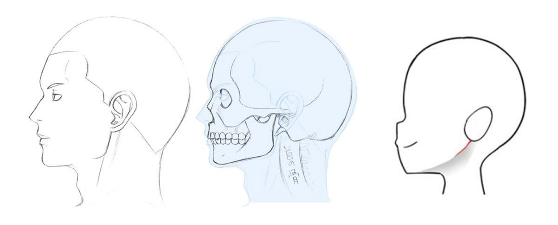 人体侧脸结构图片