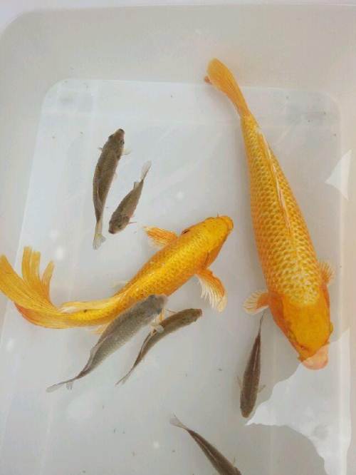 真实的故事:自从乡村婆婆见到了两条金鲤鱼后,就发生了诡异的事