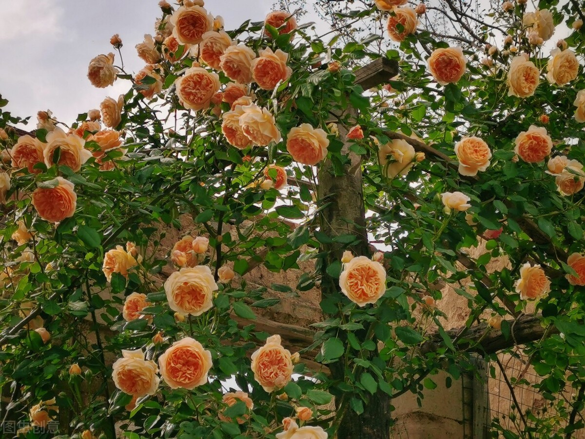 月季花品种很多,这几种欧月月季非常漂亮,你见过吗?