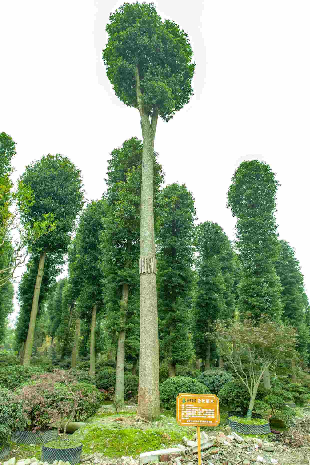 一棵树值2.5亿?金丝楠木能卖这么贵,为何没多少人愿意去种呢?