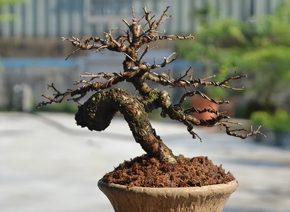 榔榆盆景的养殖方法