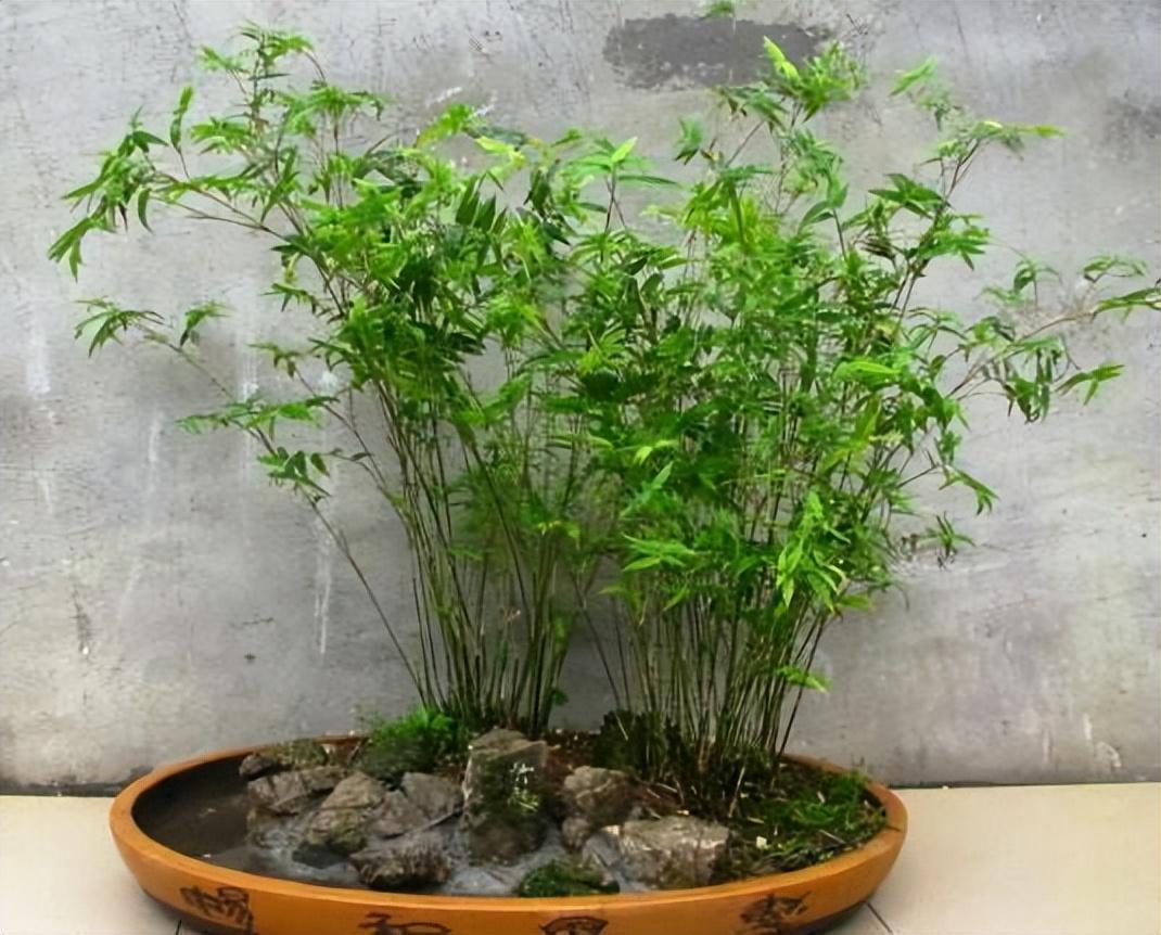 家里养盆小竹子,节节高升,寓意好,好养又耐欣赏