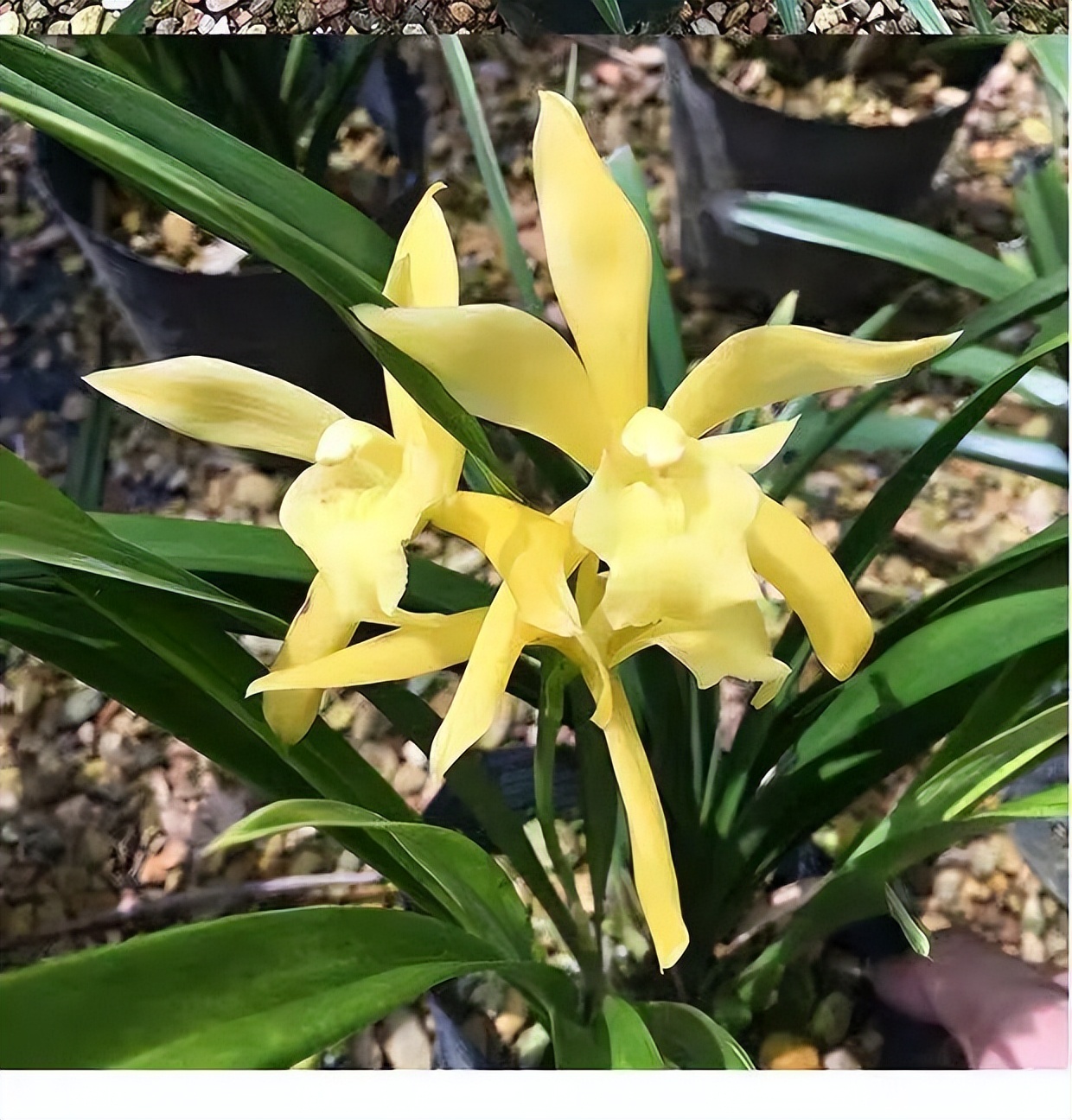 黄金小神童兰花"抗折腾",开花容易,花色耀眼,寓意好