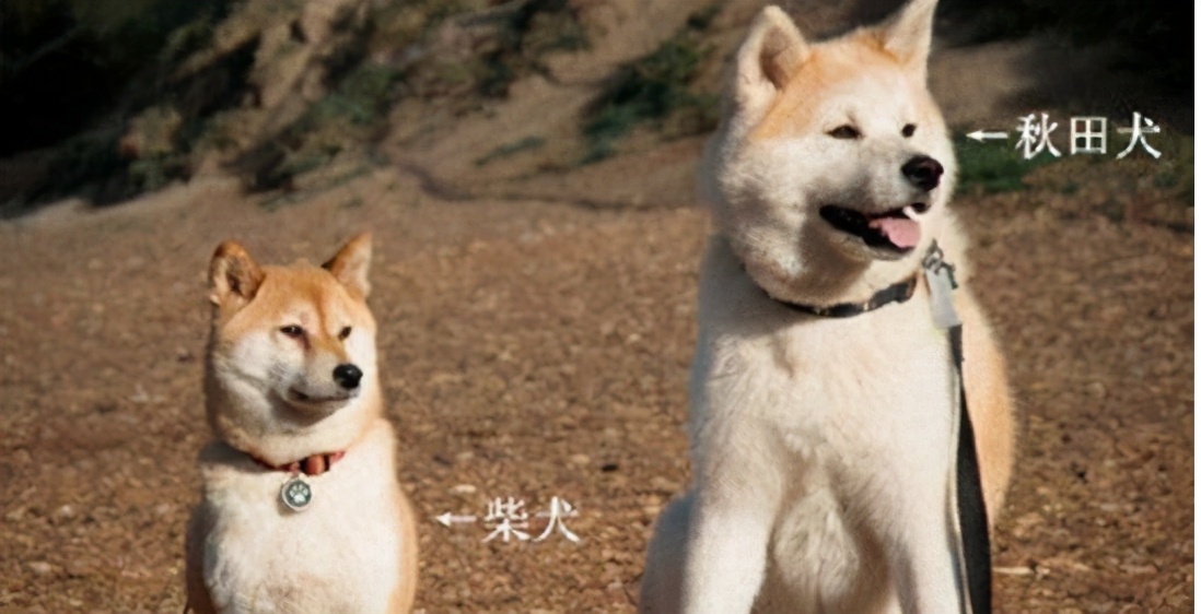 秋田和柴犬对比照片图片