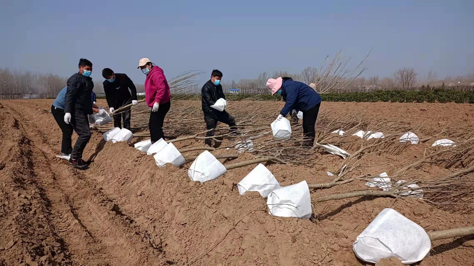 河南交投交通建设集团有限公司国有宁陵林场苗木基地项目成功落地