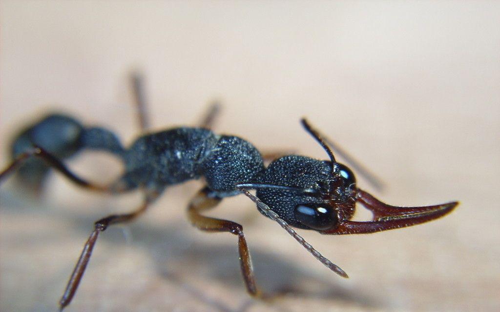 猎镰猛蚁和公牛蚁图片