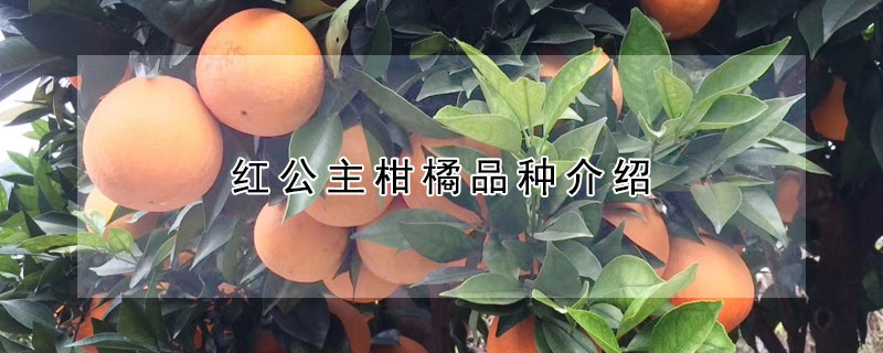 红公主柑橘品种详细介绍