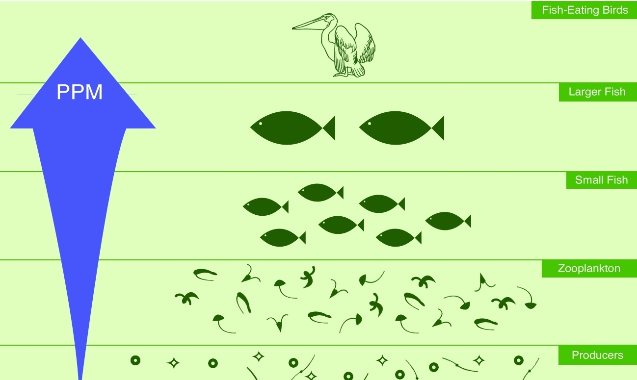 生物富集示意图图片