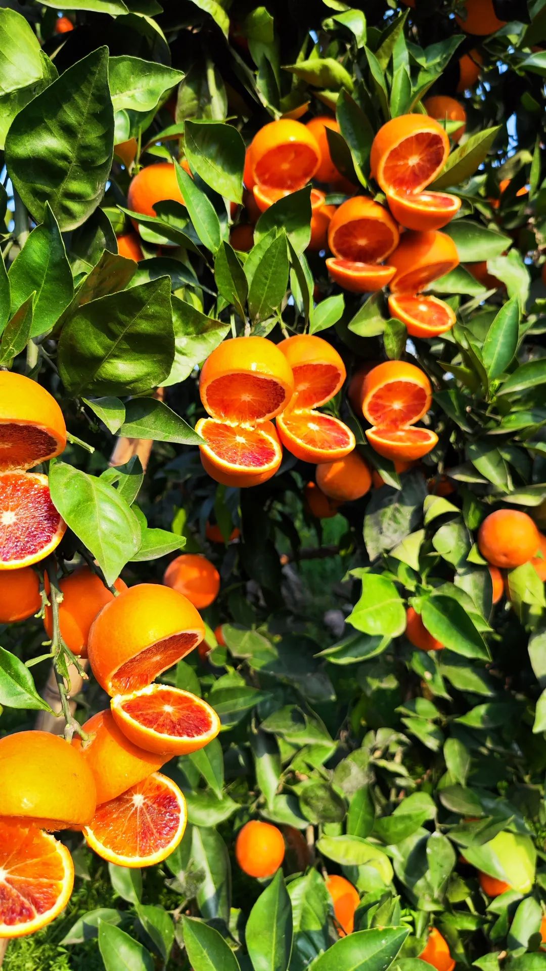 辰颐物语:一颗在树上自然"充血"晚熟的血橙