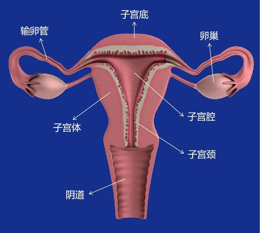 上部较宽,称子宫体,下部较窄呈圆柱状管道结构,称子宫颈,一直延伸入