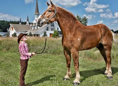 吉尼斯世界纪录最高马去世：身高约2.1米