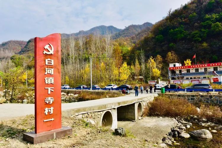 满目金黄!嵩县白河镇正上演着一场延续千年的金色视觉盛宴!