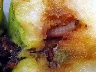 食心虫 - 优质问答专区