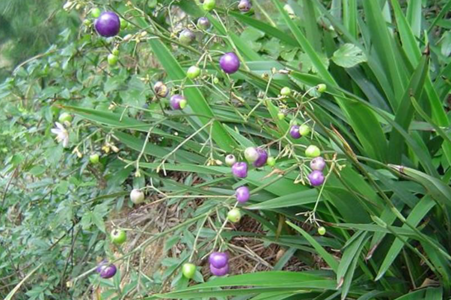 农村有毒植物山菅