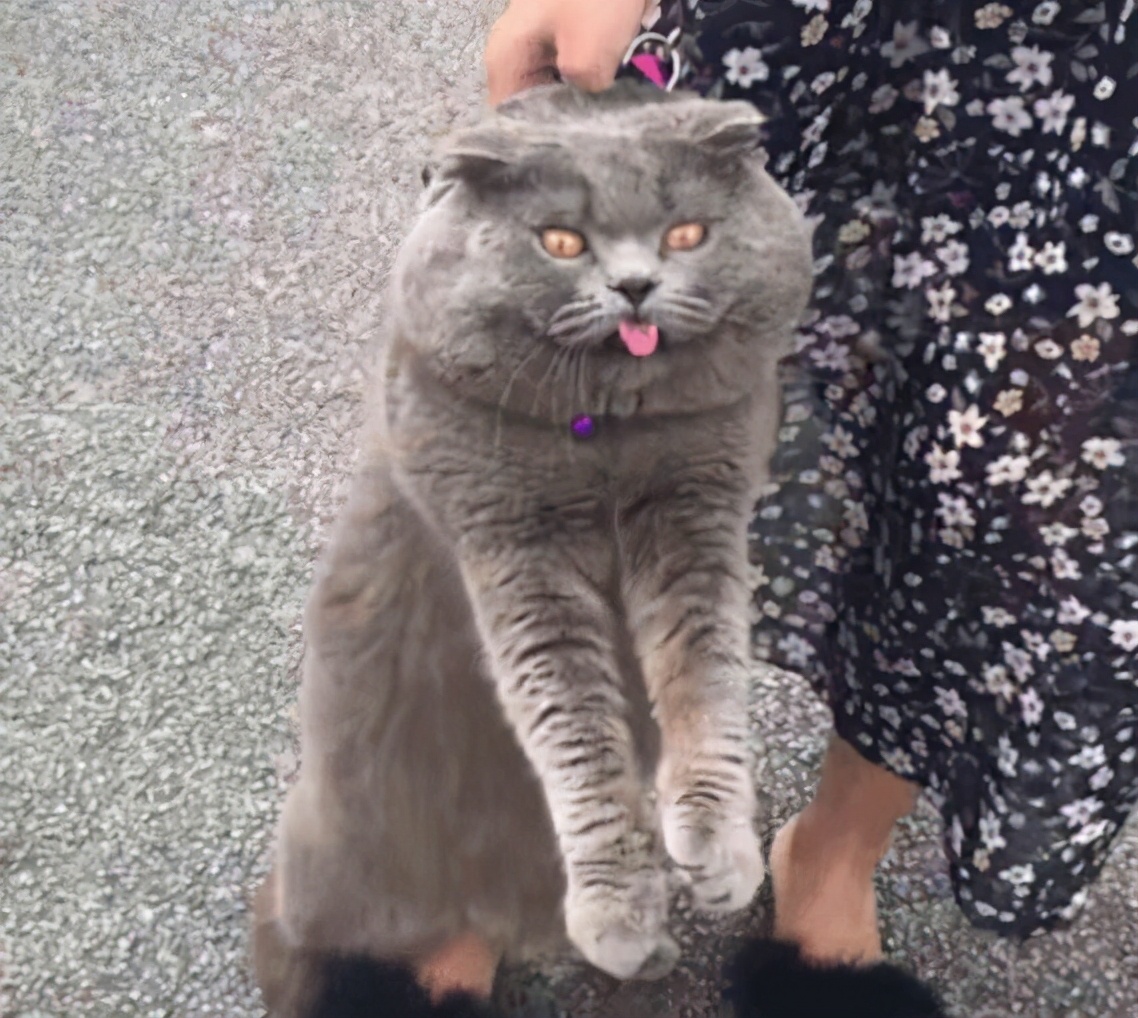 为什么提起猫咪后脖,它就一动不动?原因有6个!