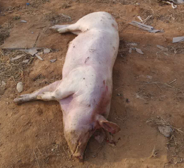 猪突然死亡的原因,猪正常吃食突然死亡,这几点一定要注意