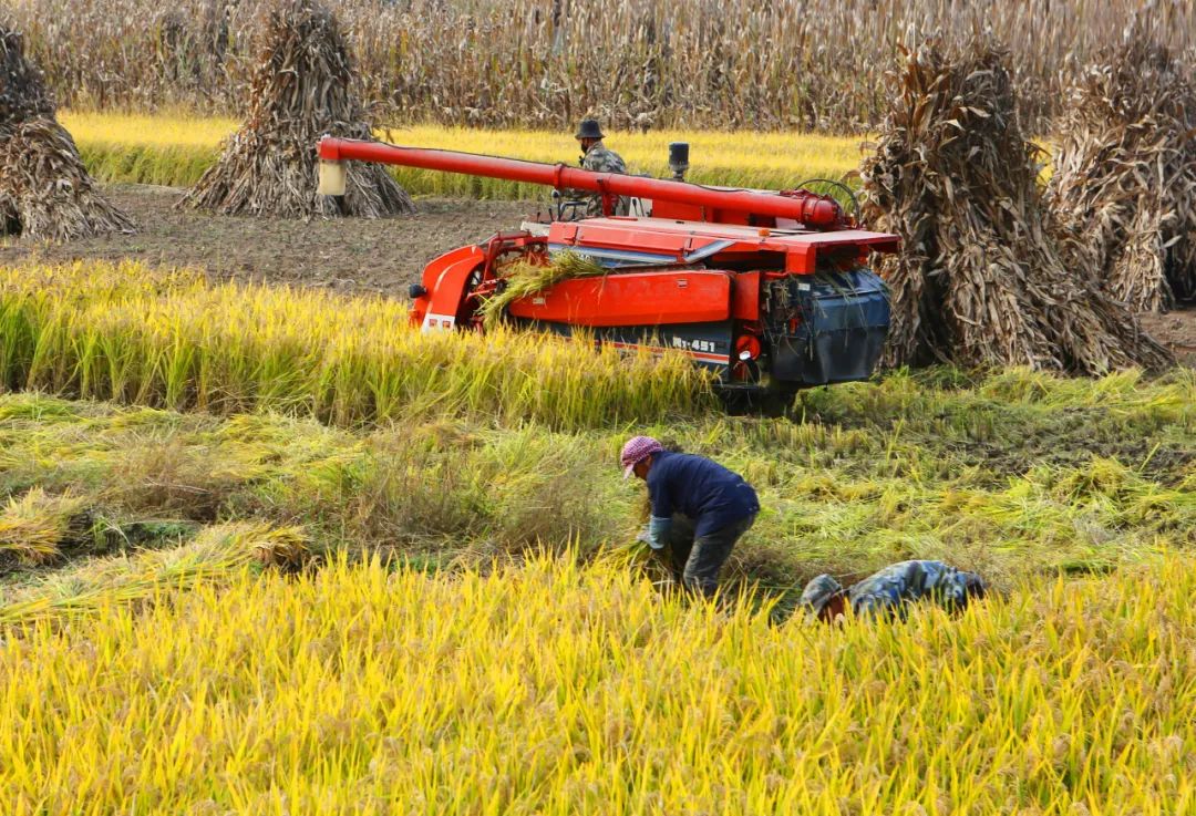 【优质大米丰收,抚顺市水稻收割按下"快进键"】