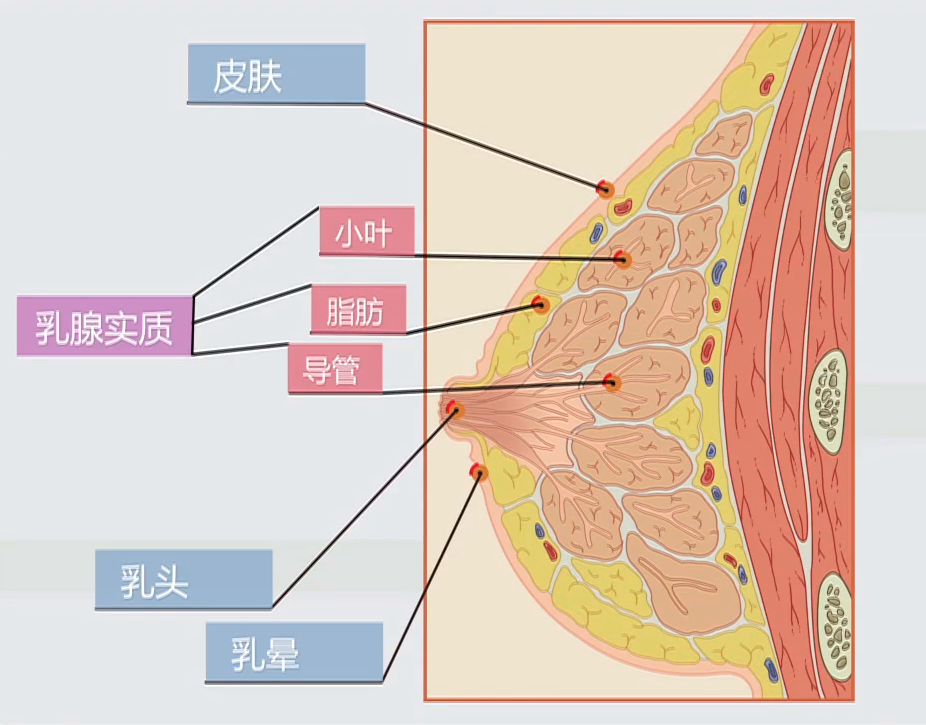 自体脂肪填充之后会移位吗?