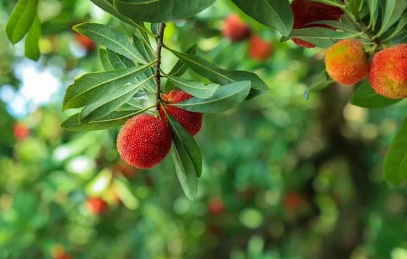 安徽铜陵红姜,浙江仙居杨梅,联合国认定全球重要农业文化遗产