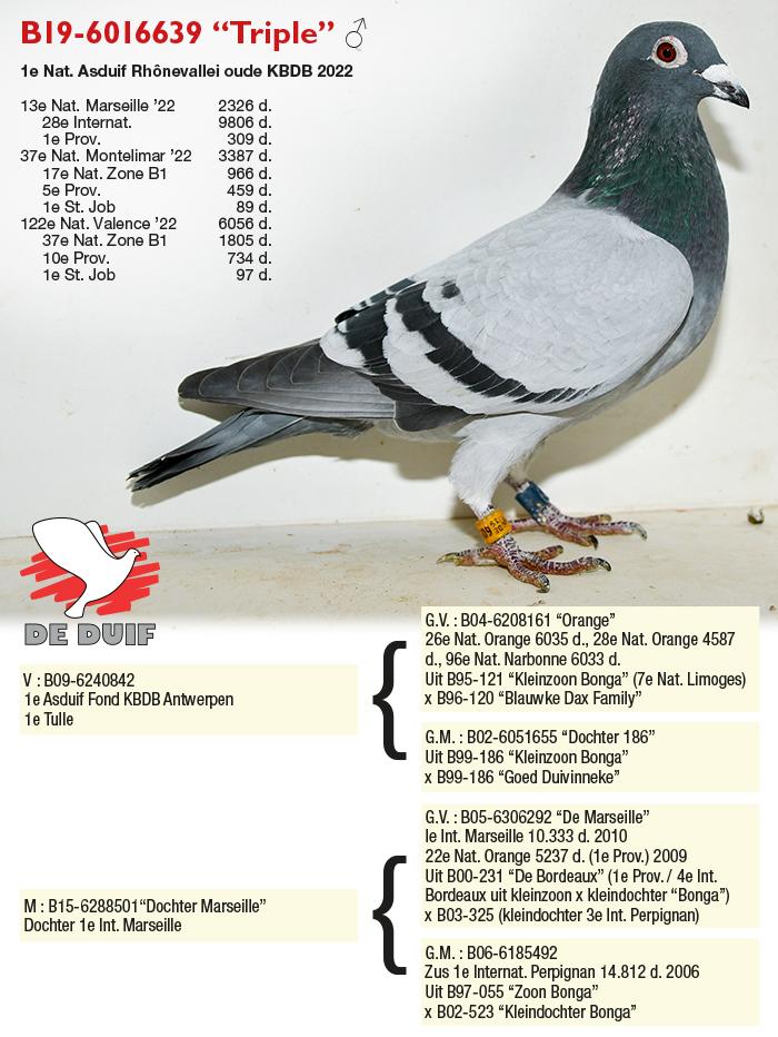 2022年比利时kbdb全国鸽王冠军照片及血统一览