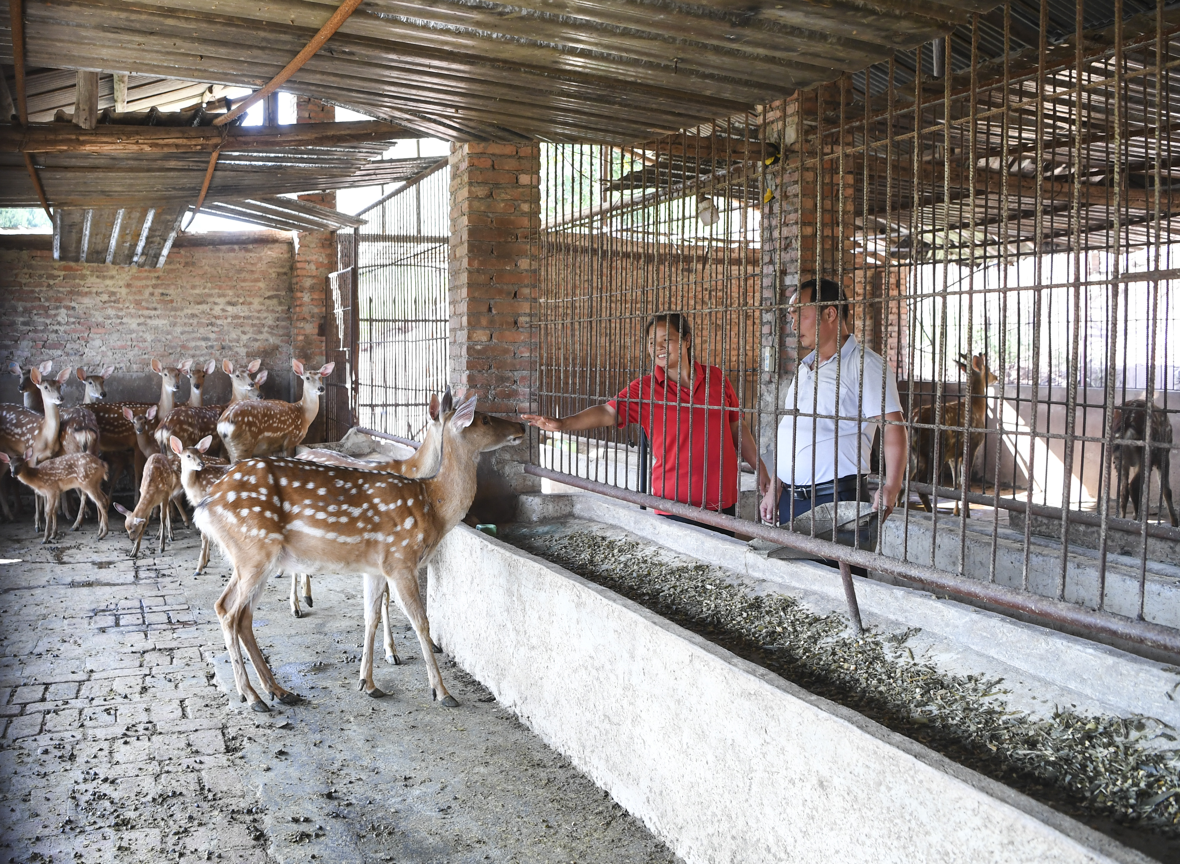 麂子养殖基地图片