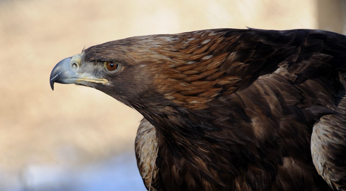 2012年东北出现一金雕连续袭击一村民查出真相后村民被判刑