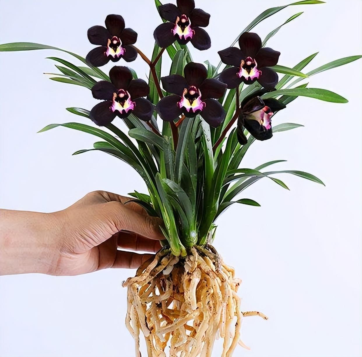 墨兰新宠"黑雪姬",黑杆黑花,花色神秘,兰香淡雅,值得入手