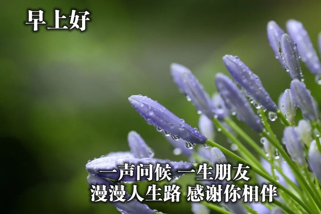 阳春3月早安问候表情图片句子,愿美好生活常伴你