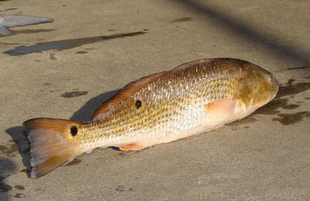 "秒空"45万吨松子,中国"吃货"的力量却搞不定一条美国红鱼