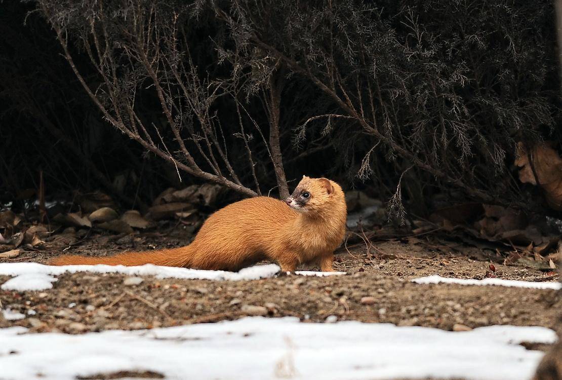 为什么凶悍的黄鼠狼,看到鹅却怕得要死?看完恍然大悟!