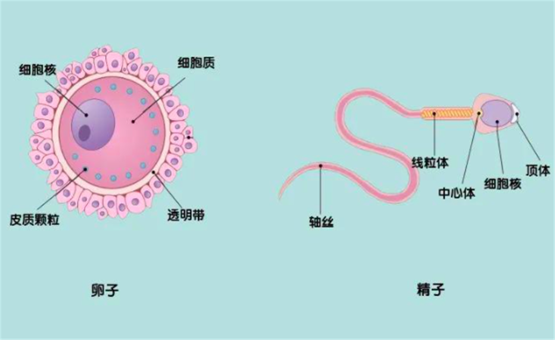 葫芦藓精子器结构图片