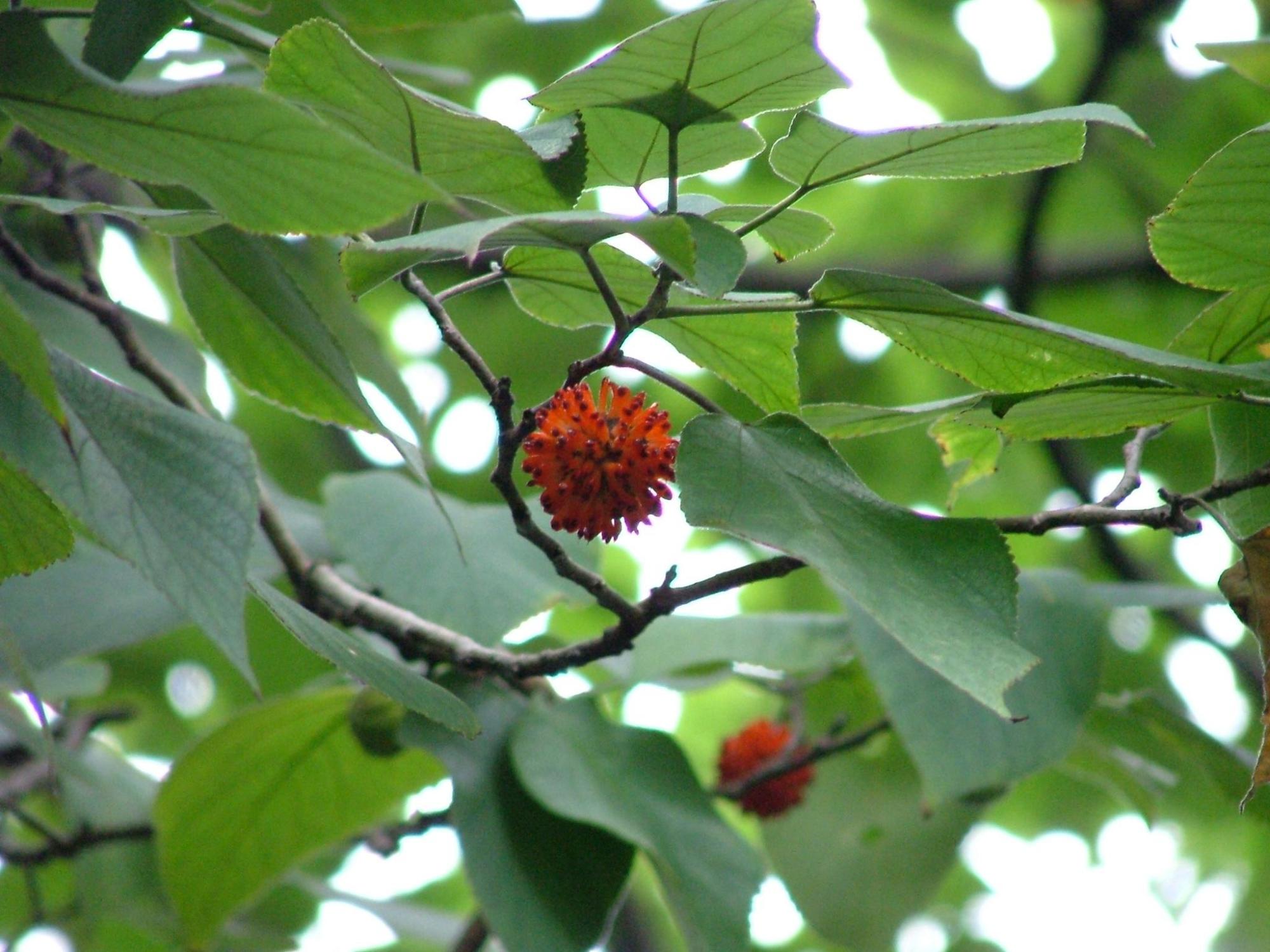 在农村随处可见的构树,浑身都是"宝",具体有哪些价值所在?