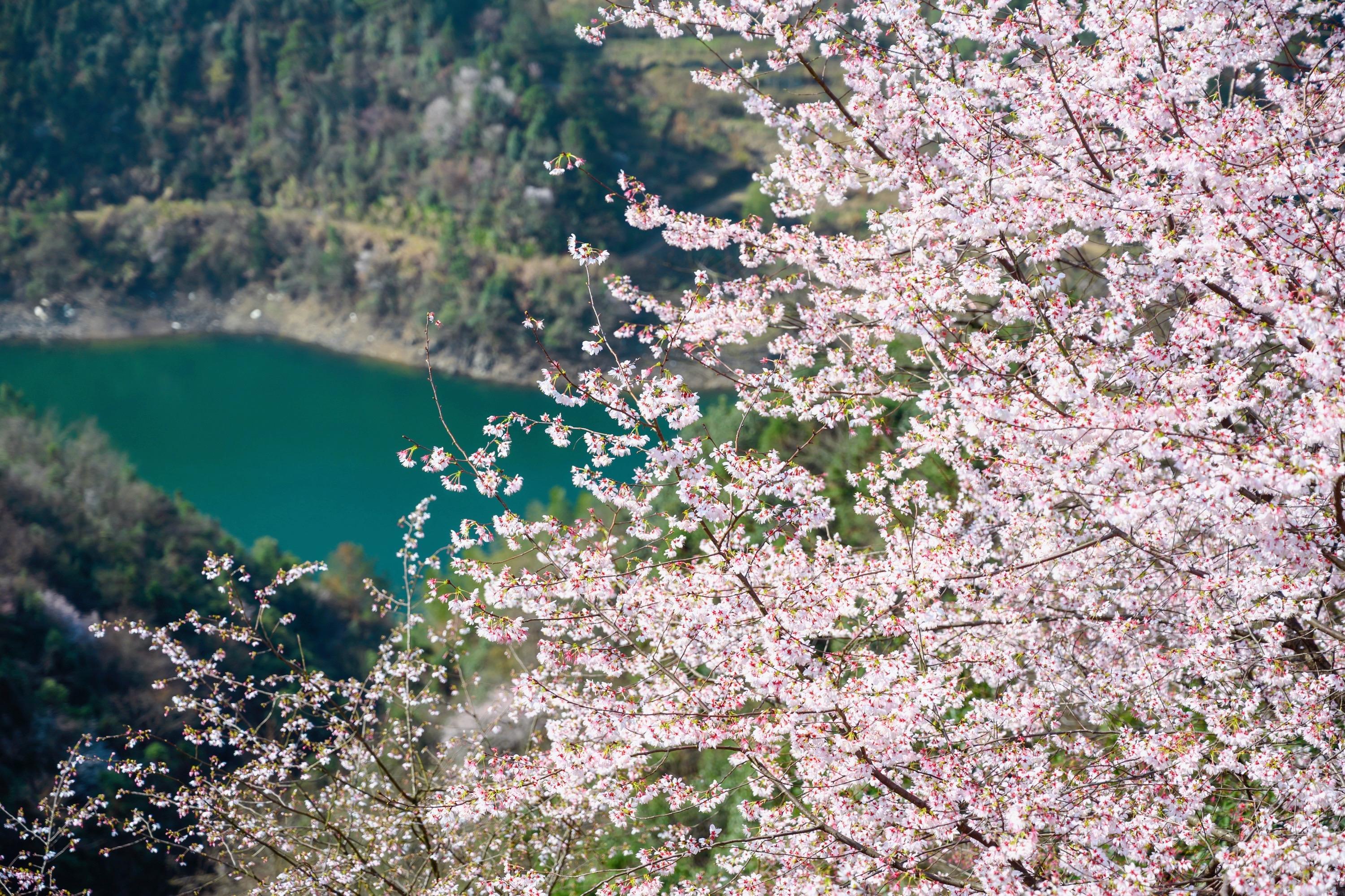 野樱花 杭州图片