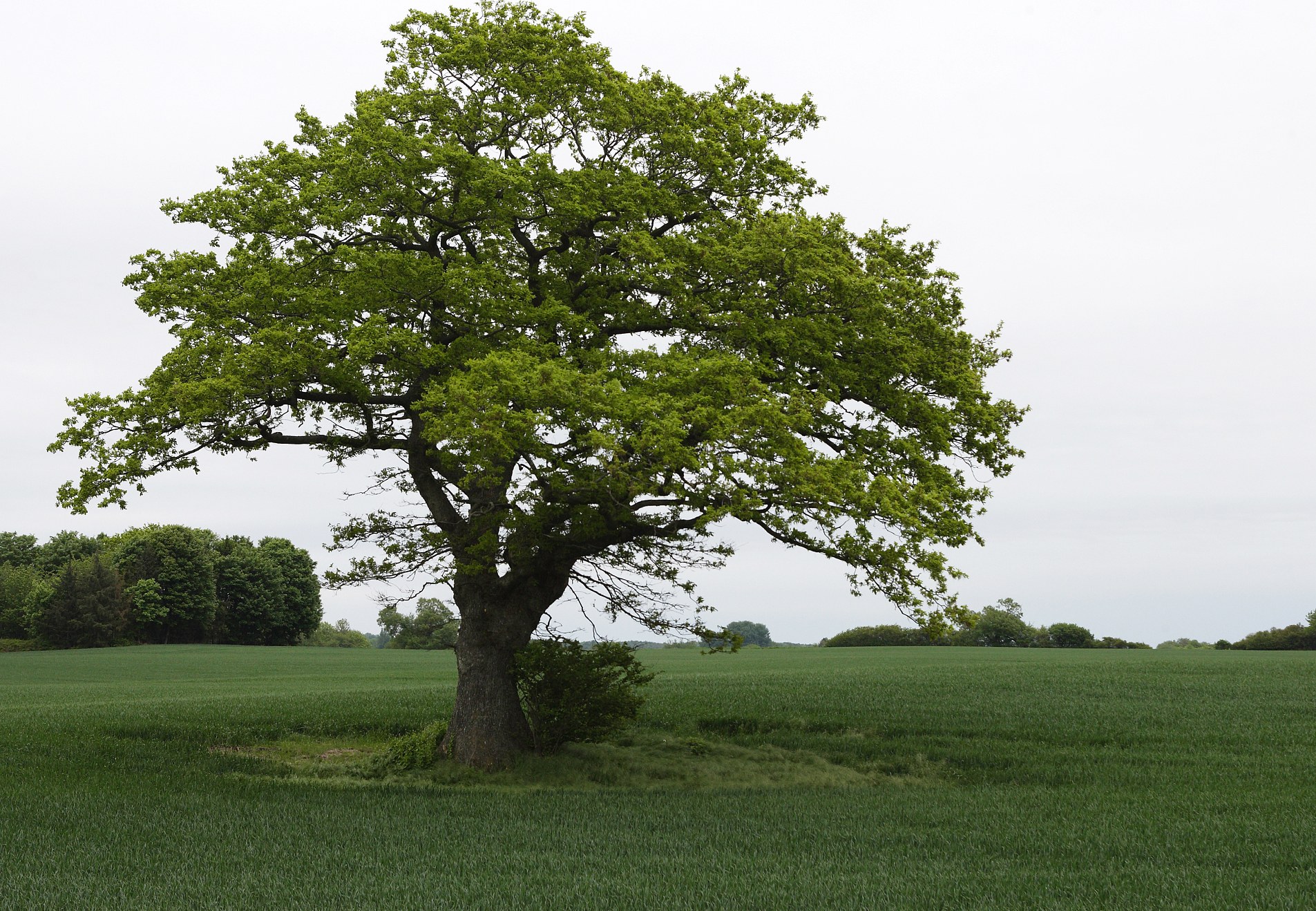 阴树还是阳树,哪种适宜家宅,哪种适宜墓地?