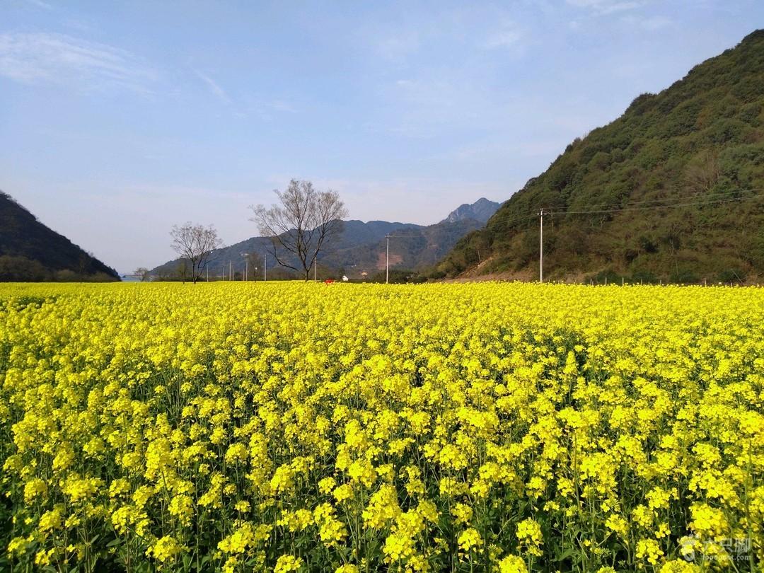 宁波奉化看油菜花的好地方,大堰首当其中第一位,还有两个好去处