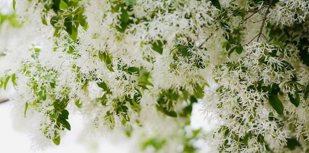 一眼千年!淄博这些绝美流苏,美艳了整个初夏时光!