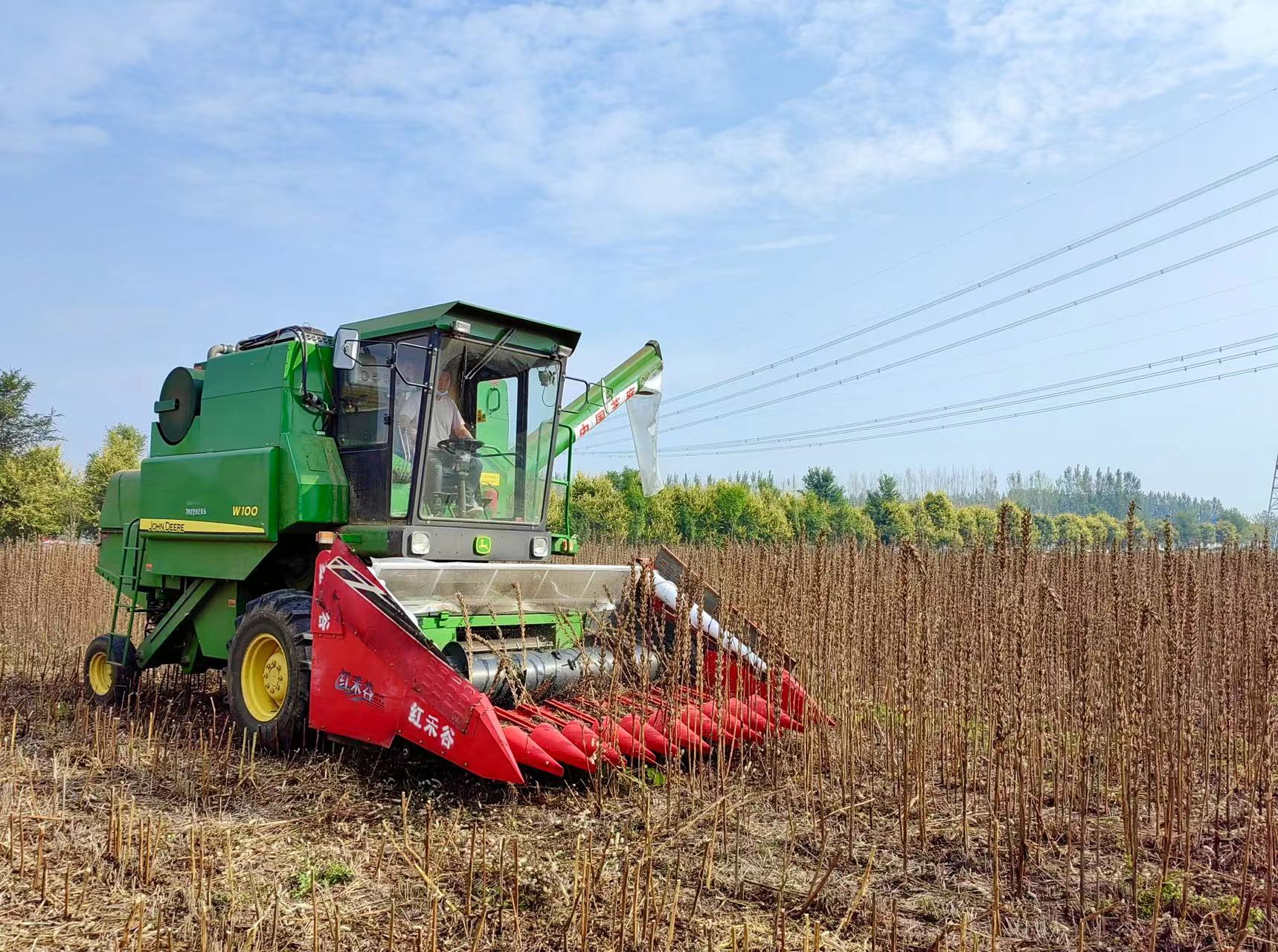 河南省农科院培育出世界首批宜机收芝麻 机收芝麻像收小麦一样